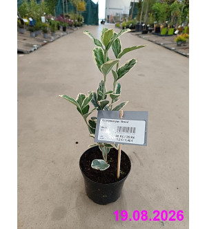 Euonymus jap. 'Bravo' C 1 L